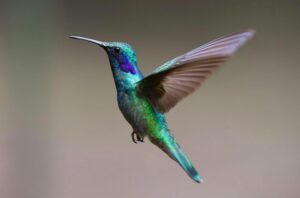 Croiser la route d'un colibri