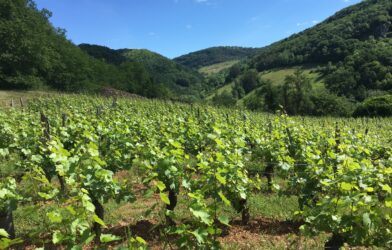 La vigne, symbole du peuple d’Israël